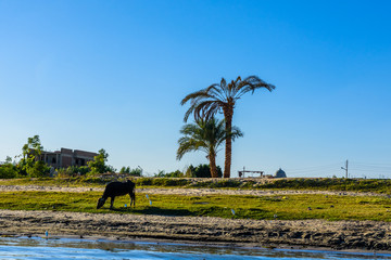 Fototapeta na wymiar Cow on a bank of the Nile river