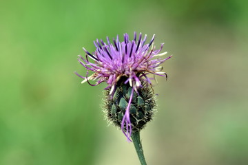 Nahaufnahme einer Skabiosen-Flockenblume