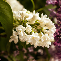 the flowers of white lilac