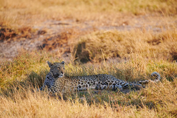 Beautiful leopard (Panthera pardus).