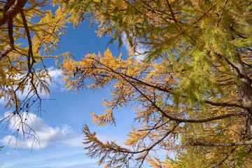 autumn leaves in the forest