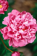 Pink peony close-up. Macro photo of flower.