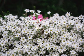 Obraz premium Decorative small white flowers. Carpet of white flowers.
