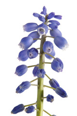 Fototapeta na wymiar Muscari blue flowers Isolated on a white background.