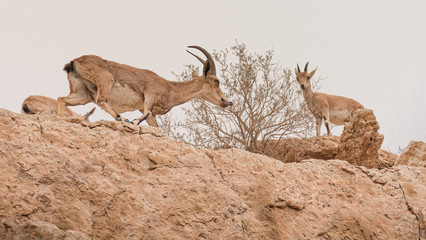 mountain goats