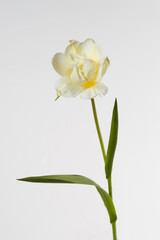 Naklejka na ściany i meble Tender yellow tulip flower isolated on gray background.