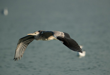 Grey Heron in flight at Tubli Bay , Bahrain