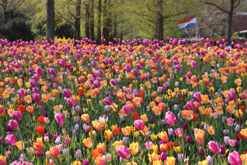field of tulips
