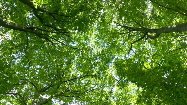 View under the trees in the forest. Green background from tree branches and leaves. The rays of the sun shine through the leaves. Beautiful nature and ecology.