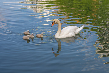 Paris, France - 05 24 2020: Villette Canal district. Family white swans from the Ourcq canal