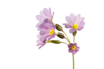 Obraz na płótnie Canvas Inflorescence of pink primrose flowers Isolated on a white background.