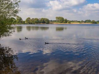 Mallards and coote on Pickmere Lake, Pickmere, Knutsford, Cheshire, UK