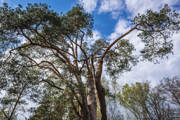 360 years old pine tree called Wszebora in Minsk Mazowiecki, the oldest pine tree in Poland