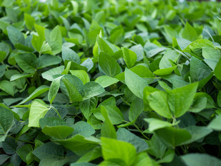 Green Soy