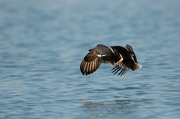 Northern Shoveler flying at Tubli bay