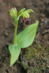 Orquídea (Ophrys fusca) en la Sierra del Oro, en Cieza-Murcia-España.