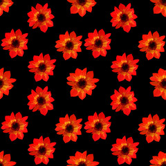 Seamless pattern of red asters on black background. Seamless floral pattern of gouache paints. Beautiful original pattern for design and decoration