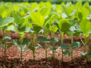 Green Soy