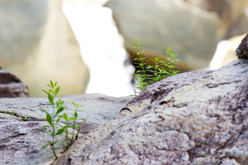 Green plant with a waterfall in the background