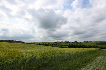 Summer landscape with cereal fields on a cloudy day