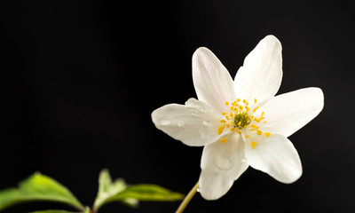 Flowering thimbleweed, Anemone nemorosa  Isolated on black background