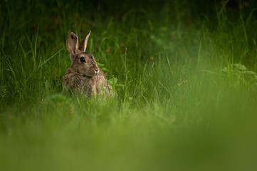 Cute wild rabbit in the natural environment, wildlife, close up, detail, Czech Republic, Europe, European rabbit, Oryctolagus cuniculus