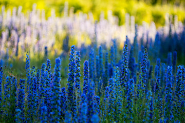 Blueweed - Viper's Bugloss, Echium vulgare wildflowers in full blossom in Sweden