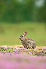 Cute wild rabbit in the natural environment, wildlife, close up, detail, Czech Republic, Europe, European rabbit, Oryctolagus cuniculus