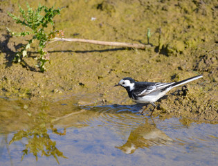 Pied Wagtail having a bath