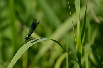 Dragon Fly
