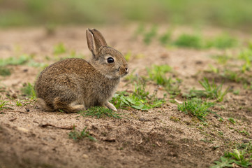 Naklejka na ściany i meble Cute wild rabbit in the natural environment, wildlife, close up, detail, Czech Republic, Europe, European rabbit, Oryctolagus cuniculus