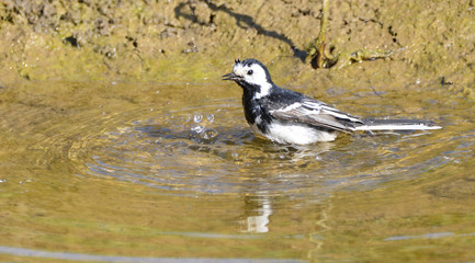 Pied Wagtail having a bath