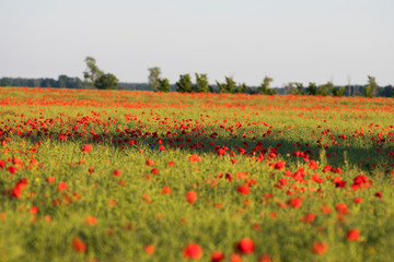 Field with wild Poppy flowers during sunset on the island of Gotland in Sweden