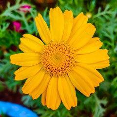yellow daisy flower