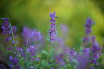 Purple flowers grow in a green spring field, soft selective focus.