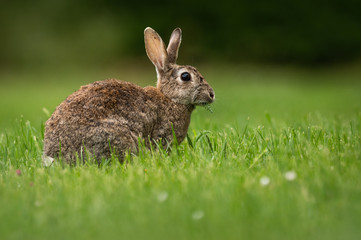 Cute wild rabbit in the natural environment, wildlife, close up, detail, Czech Republic, Europe, European rabbit, Oryctolagus cuniculus