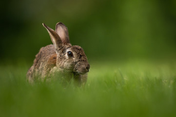 Cute wild rabbit in the natural environment, wildlife, close up, detail, Czech Republic, Europe, European rabbit, Oryctolagus cuniculus