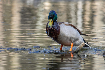 Drake Mallard Portrait, an up close and personal view of a Drake Mallard in water.