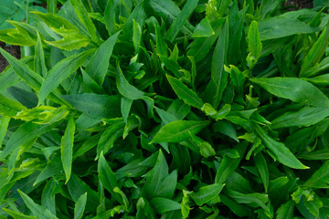 Green leaf texture background