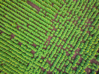 Field of sunflowers. Lines of sunflowers. Drone photography. Yellow green background