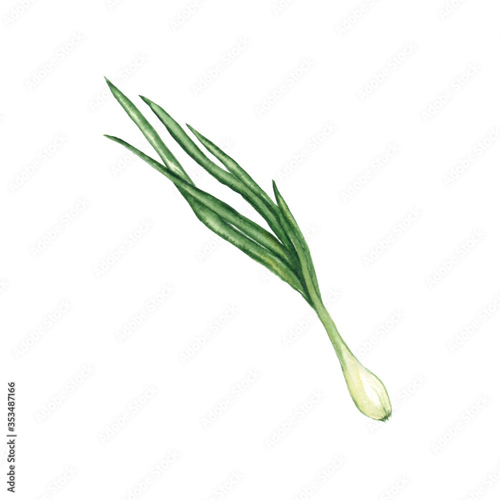 Wall mural watercolor illustration of a green onion on a white background