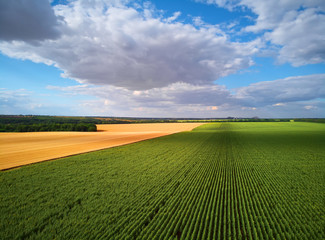 Aerial Flying over Blooming yellow sunflowers field with blue cloudless sky. Wonderful drone photo for ecological concept
