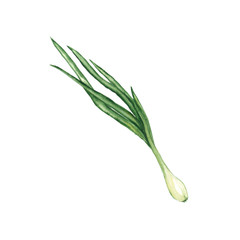 Watercolor illustration of a green onion on a white background