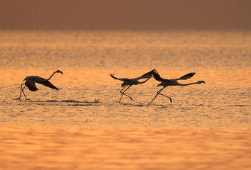 Greater Flamingos taking flight in the morning, Asker, Bahrain
