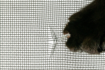 Cat's paw rips the mosquito net