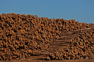 Cardboard packaging industry