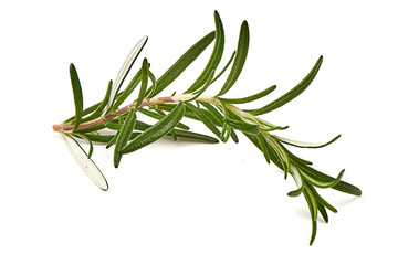 Fototapeta premium Rosemary branch, isolated on white background