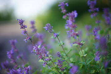 Lush violet flowers growing in spring field. Purple flower bush.
