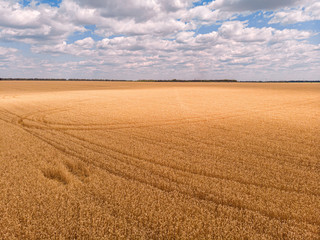 Fototapeta premium Aerial view of ripening wheat crop fields on farm under sky on farm