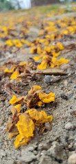 autumn leaves on the rocks